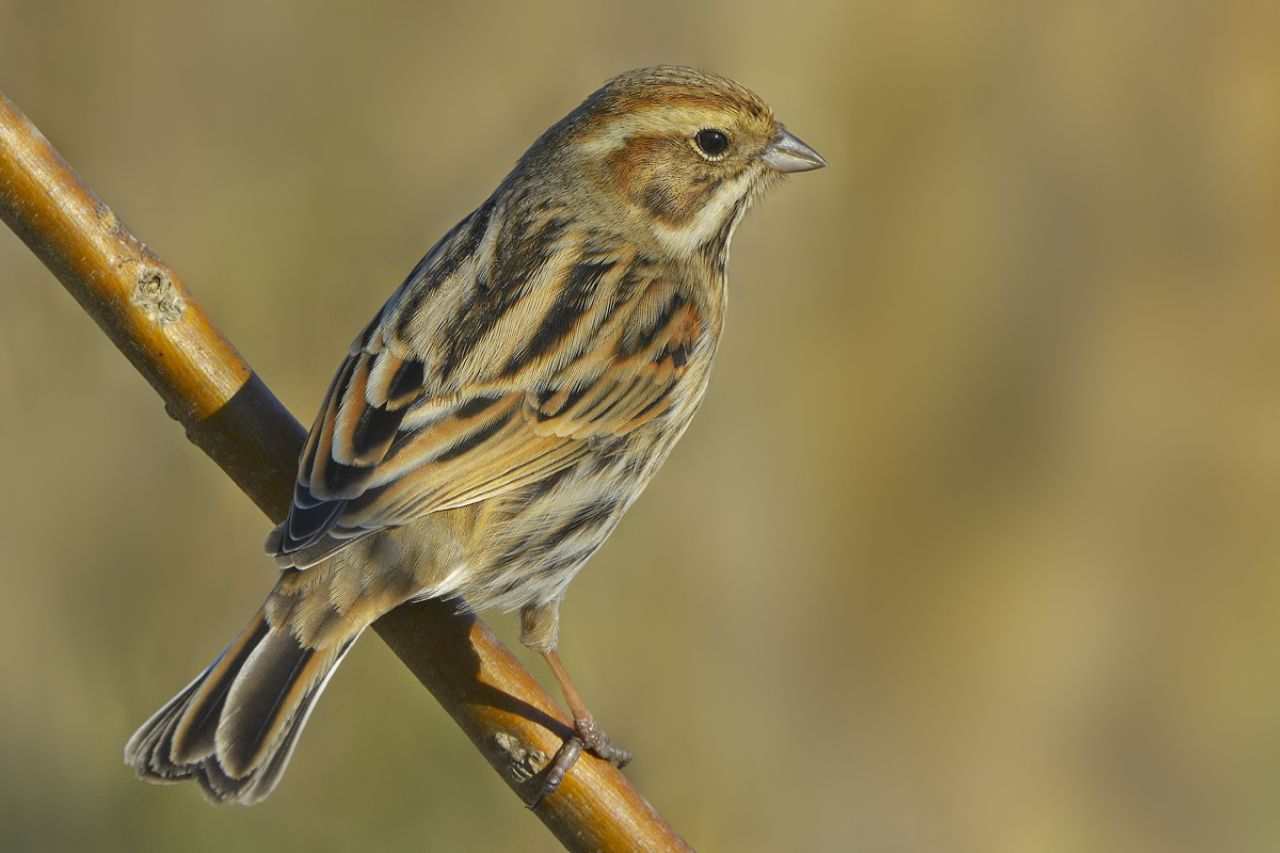 Migliarino di palude (Emberiza schoeniclus)